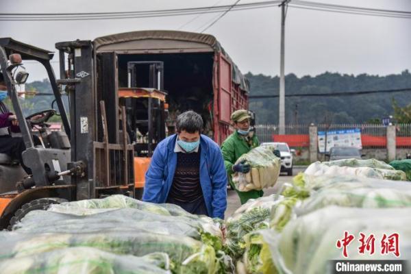 蔬菜村委会最新天气预报，关注天气变化，保障农作物生长，蔬菜村委会天气预报，关注天气变化，护航农作物生长安全