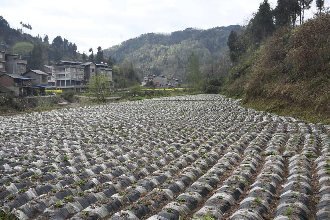 万源村最新新闻，探索发展动态，见证时代变迁，万源村发展动态与时代变迁报道